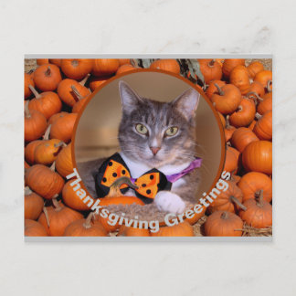 Thanksgiving begroeten met kat feestdagenkaart