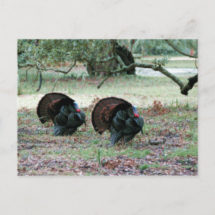 Thanksgiving Dag Wilde Kalkoenen in een open veld Feestdagenkaart