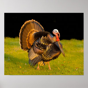 Thanksgiving kalkoen poster