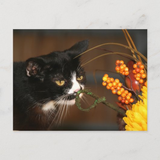 Thanksgiving kat feestdagenkaart (Voorkant)