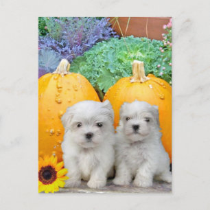 Thanksgiving Maltese puppies Feestdagenkaart