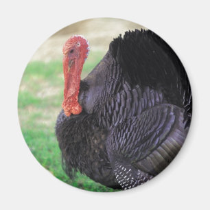 Thanksgiving Turkey Bird Magneet