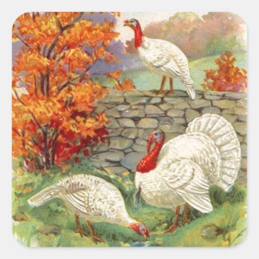 Thanksgiving Witte kalkoenen Vierkante Sticker (Voorkant)