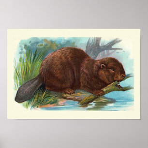 "The Beaver" Vintage Illustration Poster