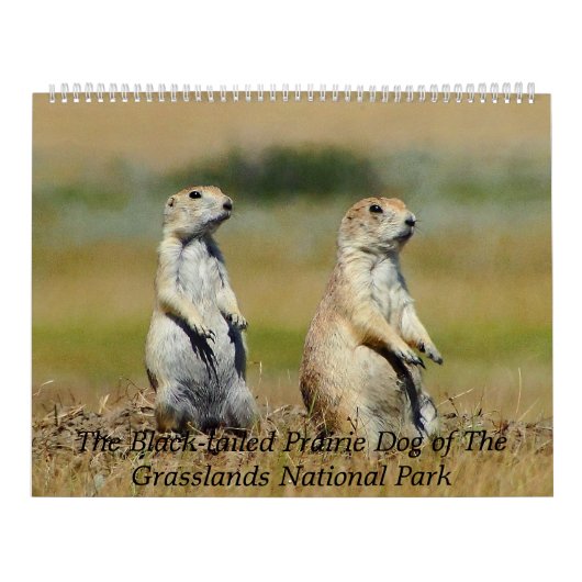 The Black-tailed Prairie Dog Kalender (Hoes)
