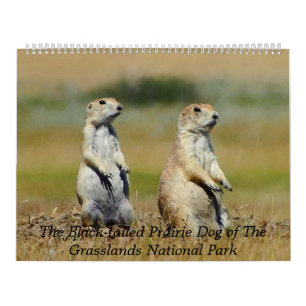 The Black-tailed Prairie Dog Kalender