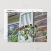 The Brood X Briefkaart (Voorkant / Achterkant)