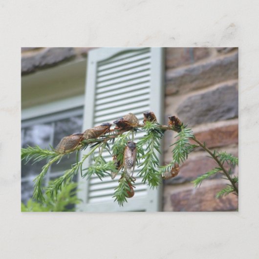 The Brood X Briefkaart (Voorkant)