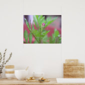 The Bud Poster (Keuken)