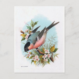 "The Bullfinch" Briefkaart