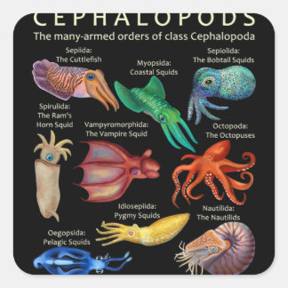 The Cephalopod Octopus Squid Cuttlefish Vierkante Sticker