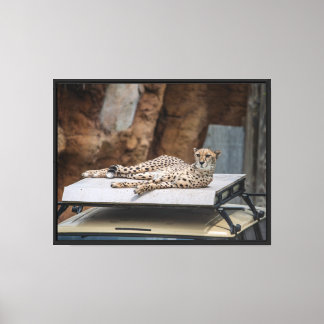 The Cheetah's Lounge uitgerekt canvas print