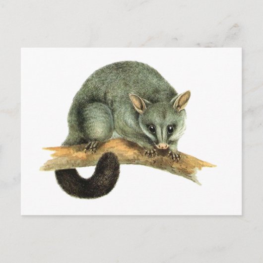 The Common Brushtailed Possum uit Australië Briefkaart (Voorkant)
