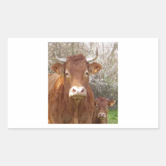 The cow and his calf rechthoekige sticker