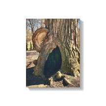 The Curious Hollow 11 x 14