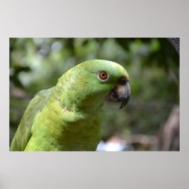 The Curious Parrot Poster