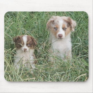 The Cuteness Never Stops Muismat