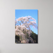 The droop cherry blossom "Matabei Zakura" Canvas Afdruk (Voorkant)