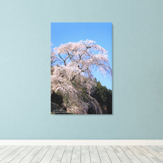 The droop cherry blossom "Matabei Zakura" Canvas Afdruk (Insitu (Houten vloer))