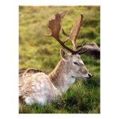The Fallow Deer of the Glen Foto Afdruk (Voorkant)
