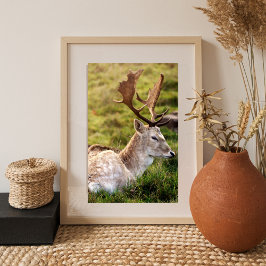 The Fallow Deer of the Glen Foto Afdruk