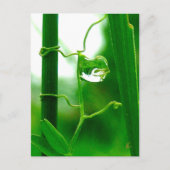 The Fool, Tarot in Nature Meditation Briefkaart (Voorkant)