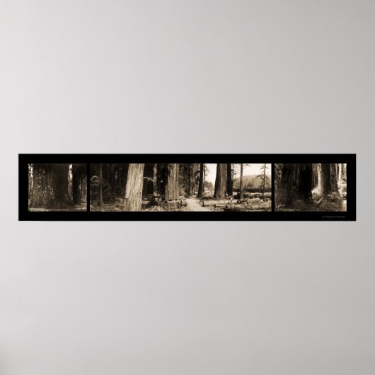 The Giant Redwood Foto 1912 Poster (Voorkant)