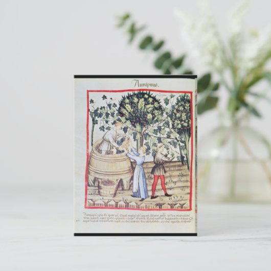 The Grape Harvest, 13e eeuw Briefkaart (Staand voorkant)