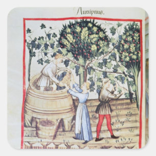 The Grape Harvest, 13e eeuw Vierkante Sticker