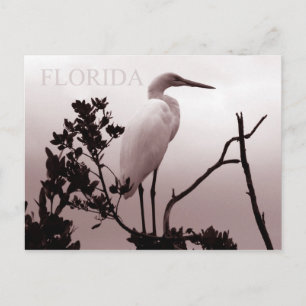 The Great Egret - Florida Keys Briefkaart