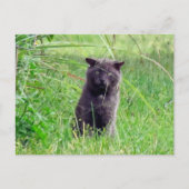 The Grey Stray - Carte postale pour chat (Devant)