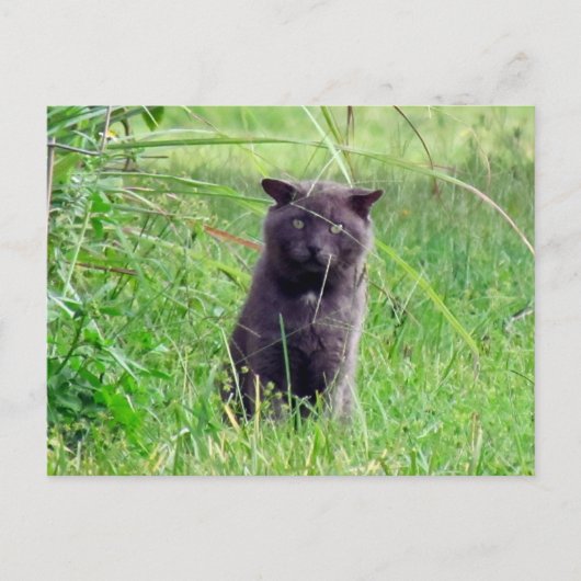 The Grey Stray - Carte postale pour chat (Devant)