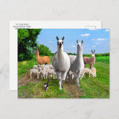 "The Guard Llamas" Briefkaart (Voorkant / Achterkant)