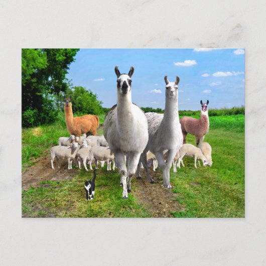 "The Guard Llamas" Briefkaart (Voorkant)