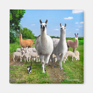"The Guard Llamas" Magneet