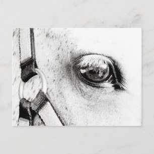 The Horses Soul Briefkaart