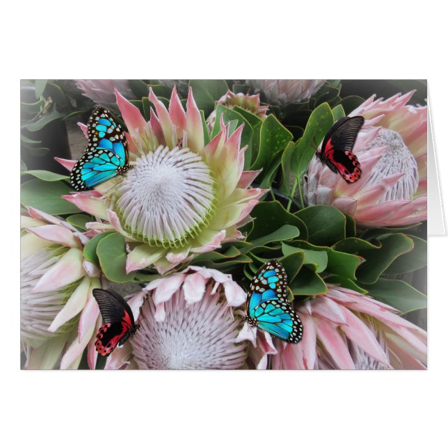 The King Protea (Devant horizontal)