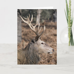 The King's Deer of Richmond Park, Londen, Verenigd Kaart