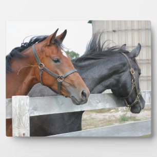The Love Horses Fotoplaat