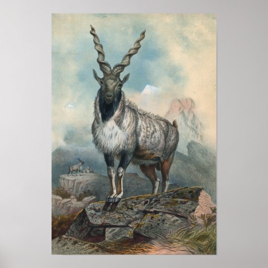 The Markhore van Joseph Wolf Poster (Voorkant)