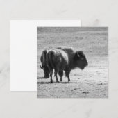 The Mighty Buffalo  Bedankkaart (Voorkant / Achterkant)