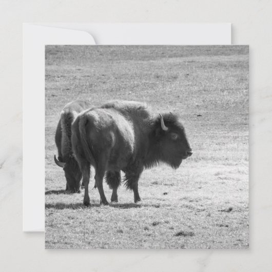 The Mighty Buffalo  Bedankkaart (Voorkant)