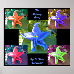 The Morning Glory Poster