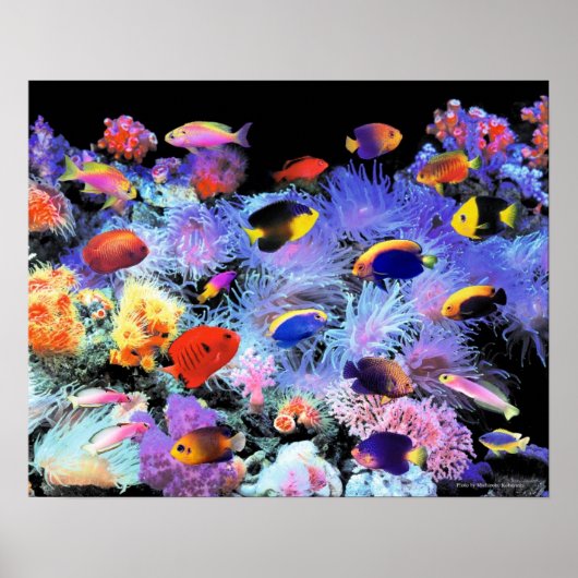 The Paradise of Centropyge Poster (Voorkant)