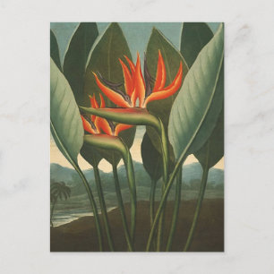 "The Queen (Bird of Paradise)" - Temple of Flora Briefkaart