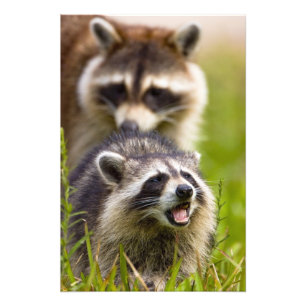 The raccoon, Procyon lotor, is a widespread, Foto Afdruk