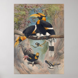 The Rhinoceros Hornbill by Joseph Wolf Poster