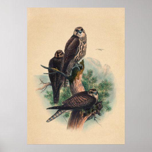 The Saker Falcon by Joseph Wolf Poster (Voorkant)