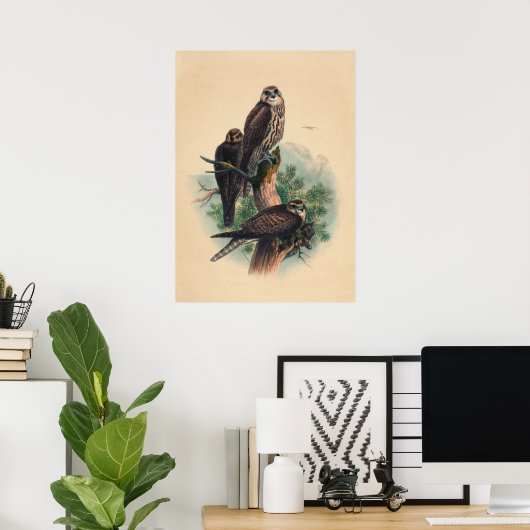 The Saker Falcon by Joseph Wolf Poster (Thuiskantoor)
