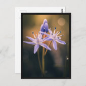 The Scille Briefkaart (Voorkant / Achterkant)